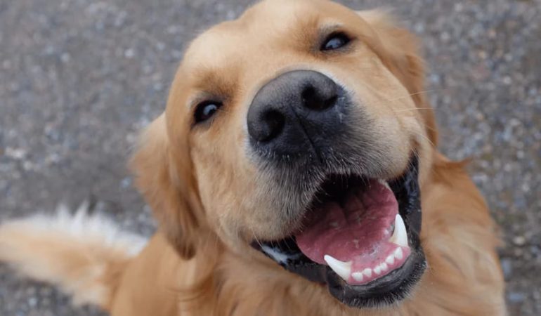 um cachorro feliz e saudável.