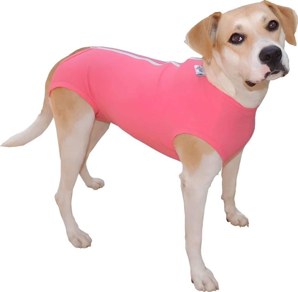 um cachorro com uma roupa pós cirúrgica.