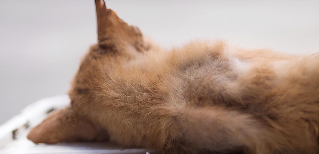 um cachorro falecido aguardando para ser cremado