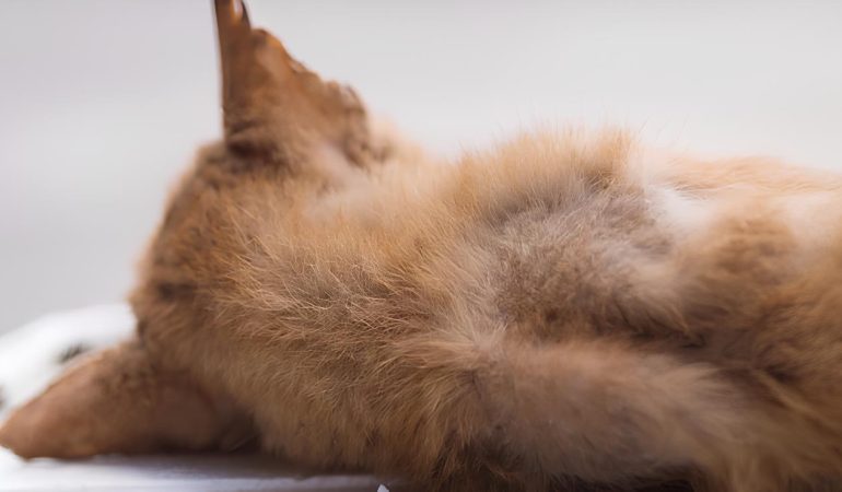 um cachorro aguardando para ser cremado.