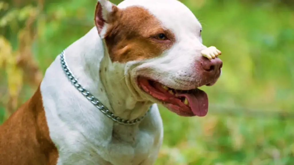 um cachorro da raça pitbull
