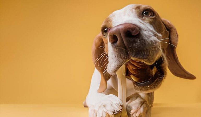 um cachorro comento ossinho pet