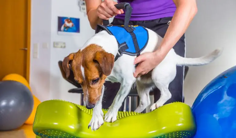 um cachorro realizando fisioterapia canina.