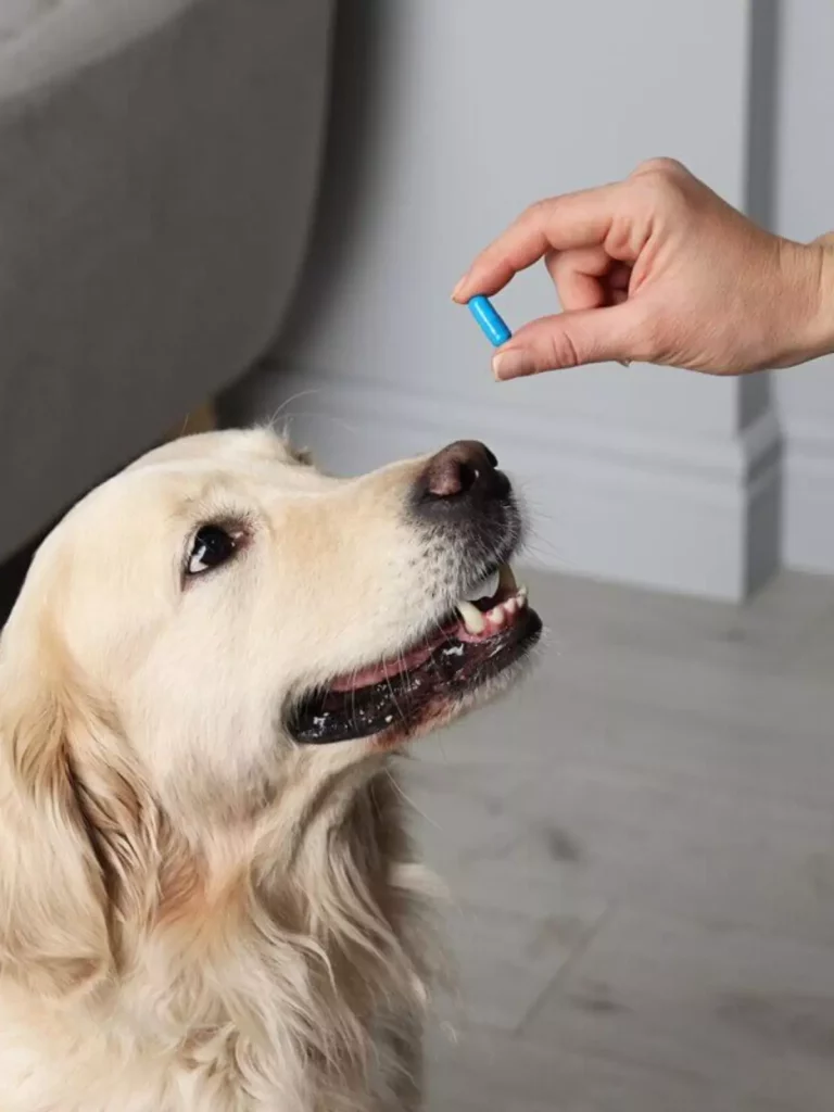 um cão vendo um comprimido