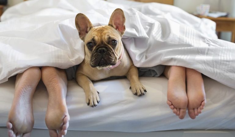 um cachorro deitado no meio de sues donos em cima de uma cama