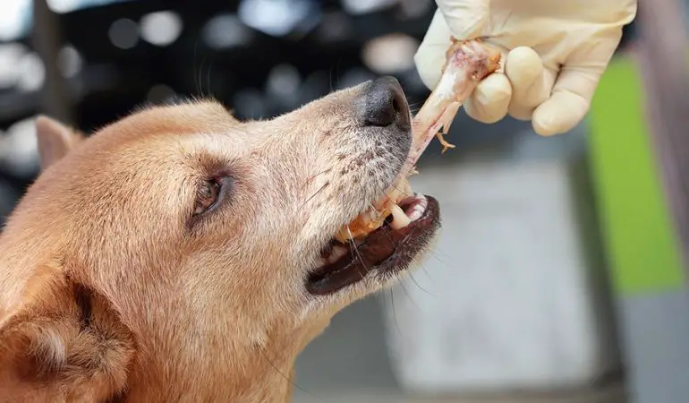 um cachorro com um osso de galinha na boca