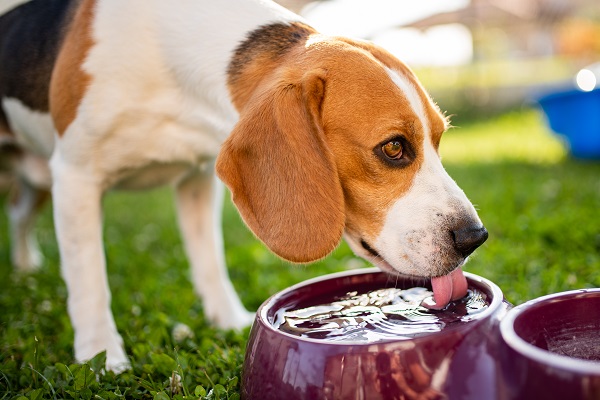 um cachorro se refrescando um uma tigela de água gelada