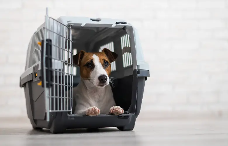 um cachorro dentro de uma caixa de transporte