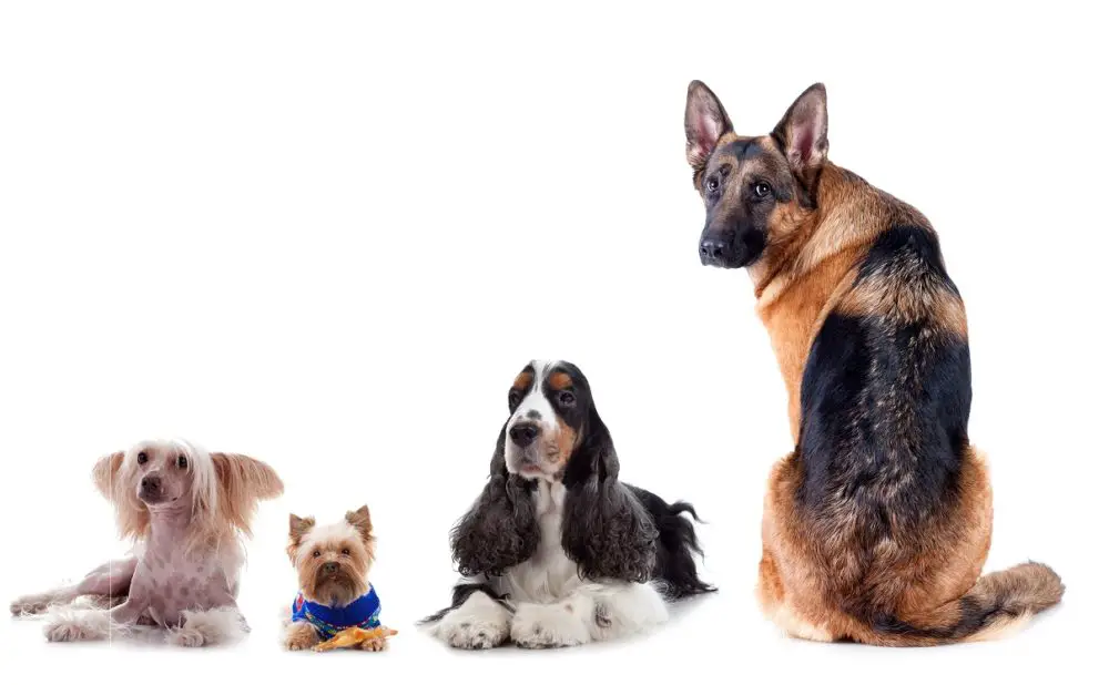 quatro cães de raças diferentes sentados lado a lado,