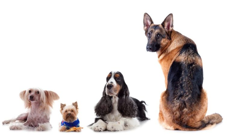 quatro cães lado a lado de diferentes raças, mas ja de idade avançada