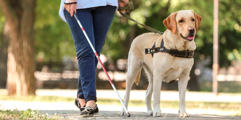 uma pessoa passeando com um cão guia