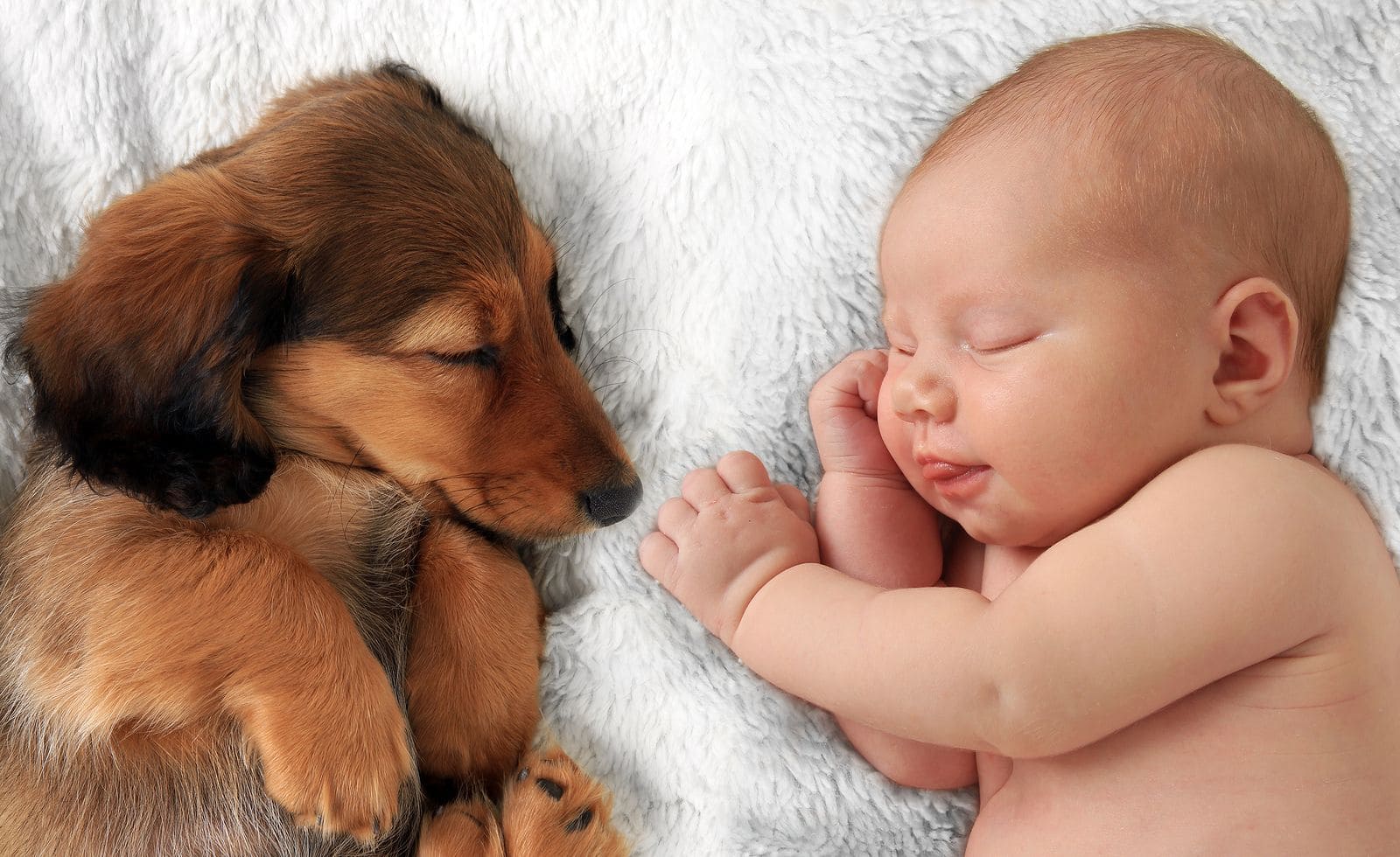um cachorro dormindo junto com um bebê recém-nascidos 
