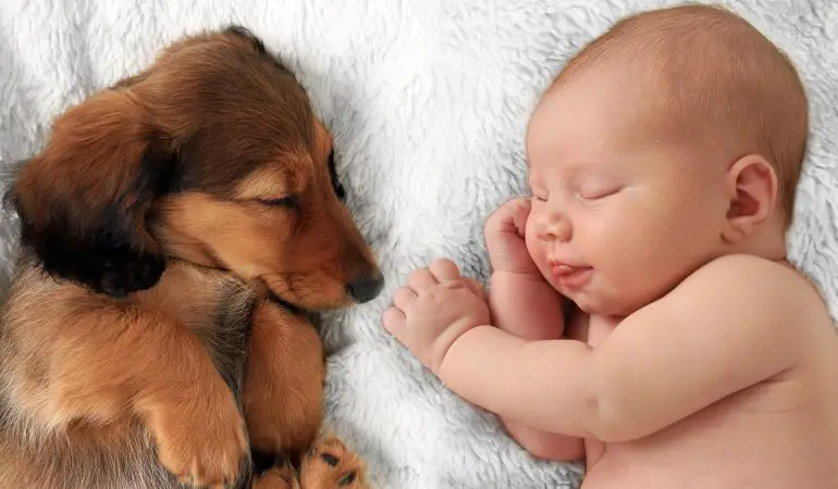 um cachorro deitado ao lado de um bebe recém nascido