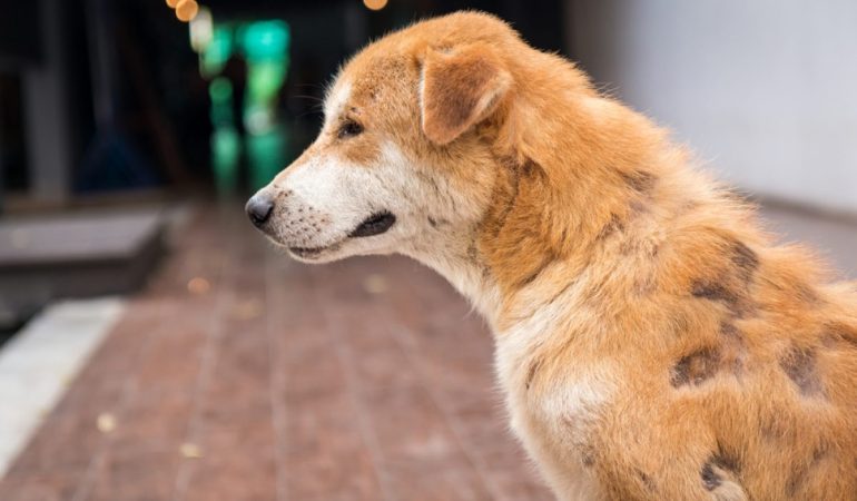 um cão com sarnas