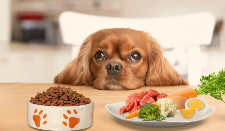um cachorro em frente dele um pote de ração e outro lado alimentos naturais