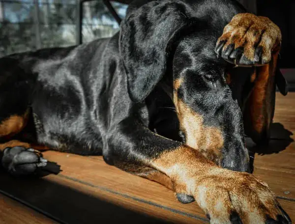 um cachorro com o rosto no chão