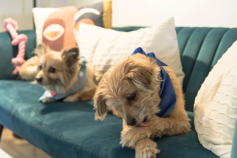 dois cachorros em cima de um sofá um deles esta lambendo suas patas.