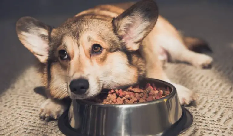 um cachorro com indícios de má alimentação
