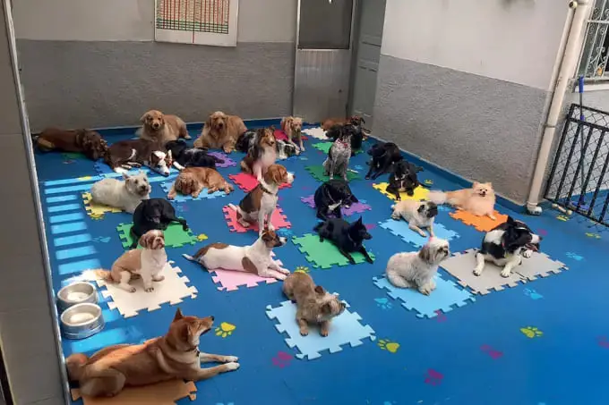 cachorros deitados cada um no seu lugar para hora da soneca em uma creche para cães.