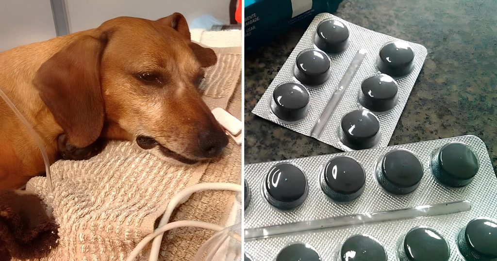 um cachorro intoxicado por envenenamento e ao lado dele uma foto de carvão ativado em comprimido