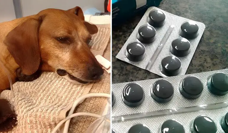 um cachorro que sofreu envenenamento e ao lado dele cartelas de carvão ativado.
