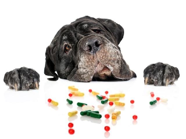 um cachorro apoiado em uma mesa e em cima dela vários comprimidos de vitaminas para cães