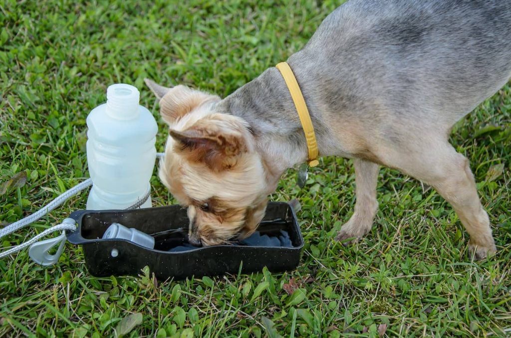 um cachorro em um gramado bebendo um soro caseiro