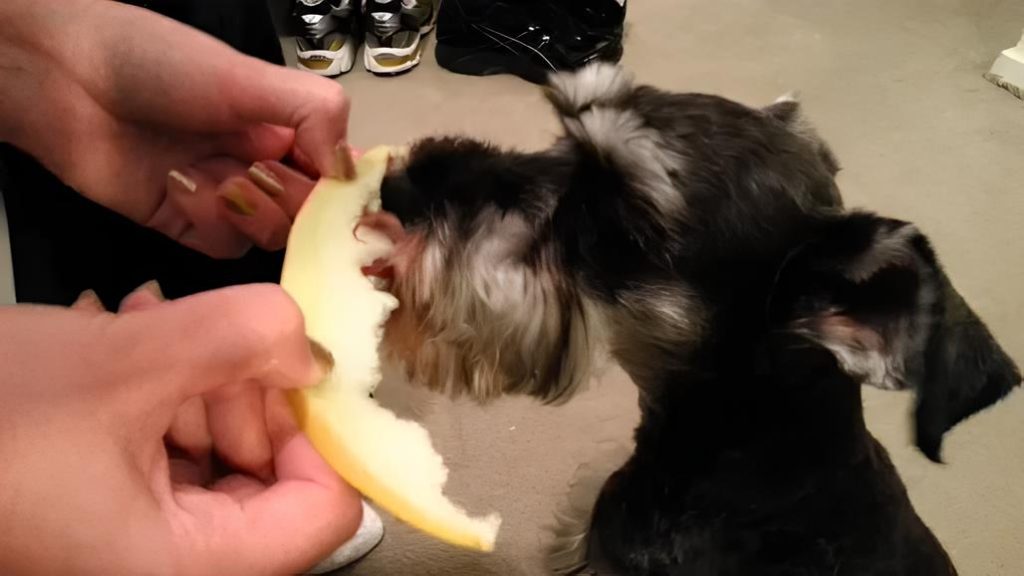 um cachorro comendo um melão dado por sua tutora