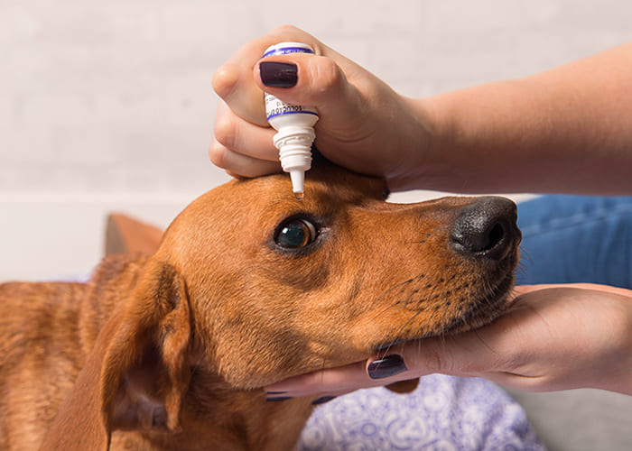 uma mulher aplicando em seu cachorro um colírio.
