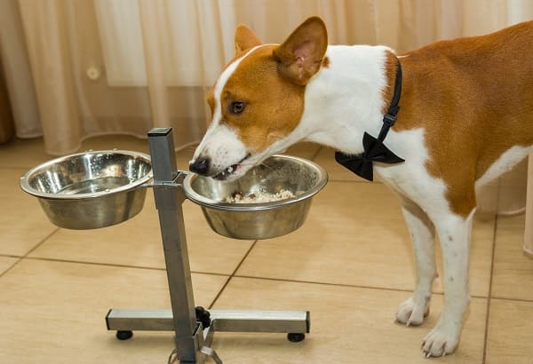 um cachorro comendo arroz em seu pote.