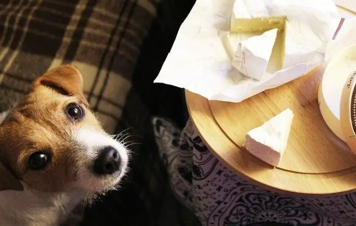 um cachorro em frente a uma mesa, em cima dela uma tábua com pedaços de queijos.