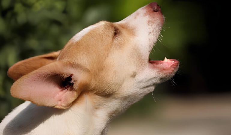 um cão se recuperando de uma cirurgia de corte das cordas vocais