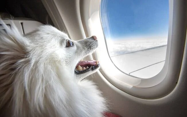 um lulu da pomerânia sentado em uma janela, em uma viagem de avião.