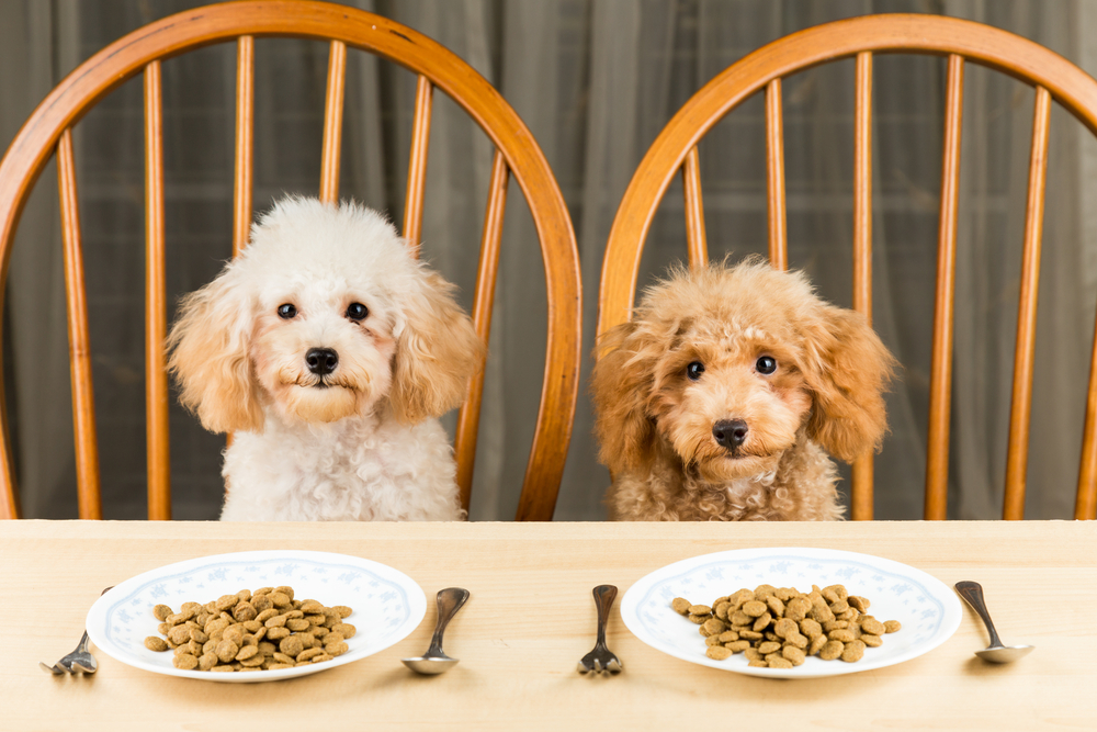 dois cachorros sentados em cadeiras, em frente a eles uma mesa com pratos e talheres com ração, porem eles não querem comer.