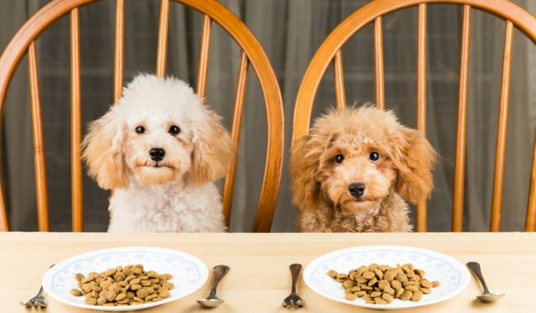 dois cães sentados em uma cadeira, em frente a eles mesa, pratos com ração dentro.