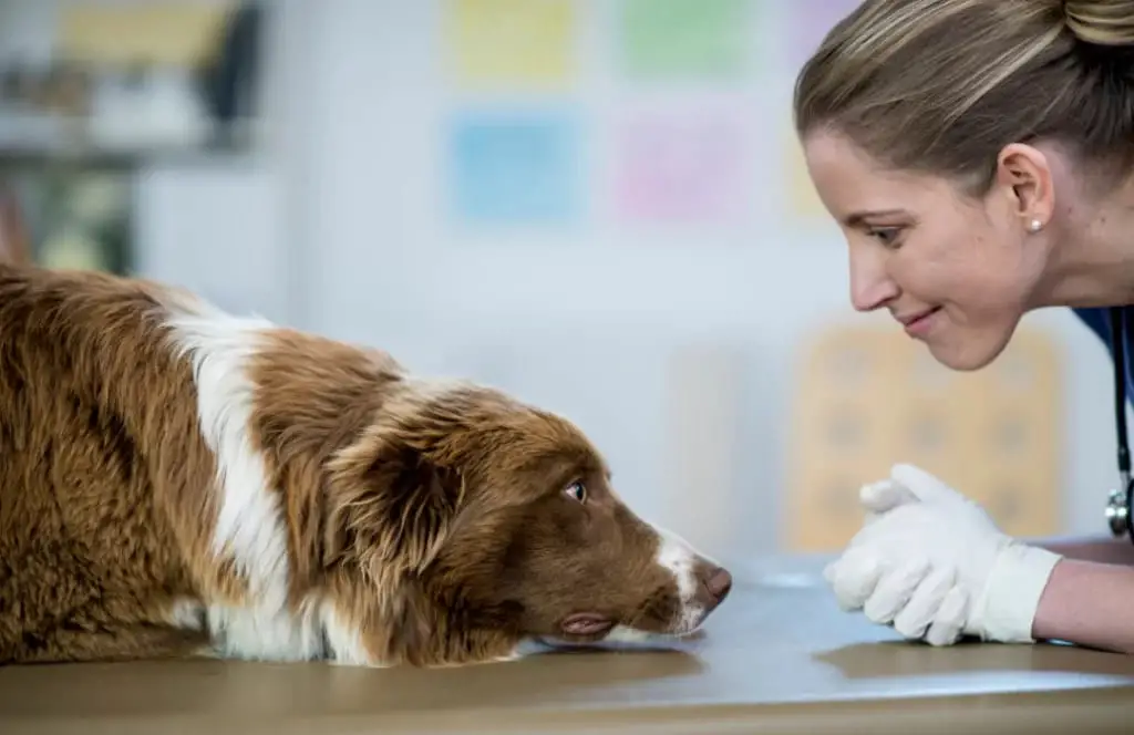 uma veterinária examinando um cachorro para receitar probiótico