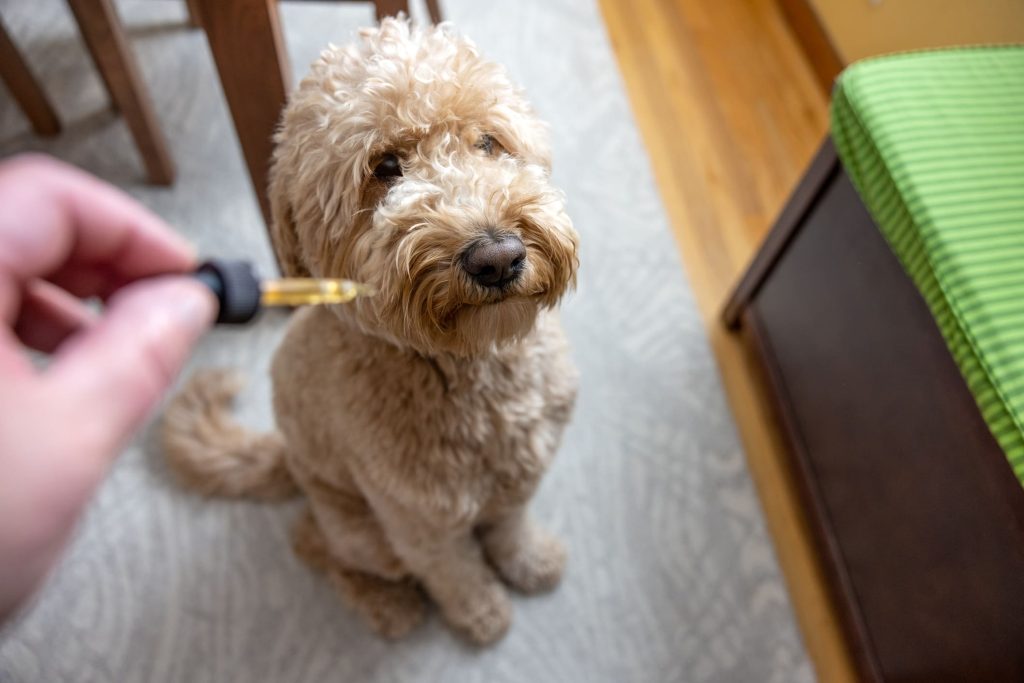 um cachorro com sinais de intoxicação e esta sendo medicado com um antitóxico para cachorro.