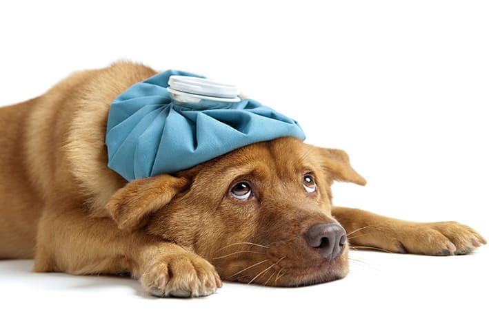 um cachorro doente precisando fazer uso de dexametasona