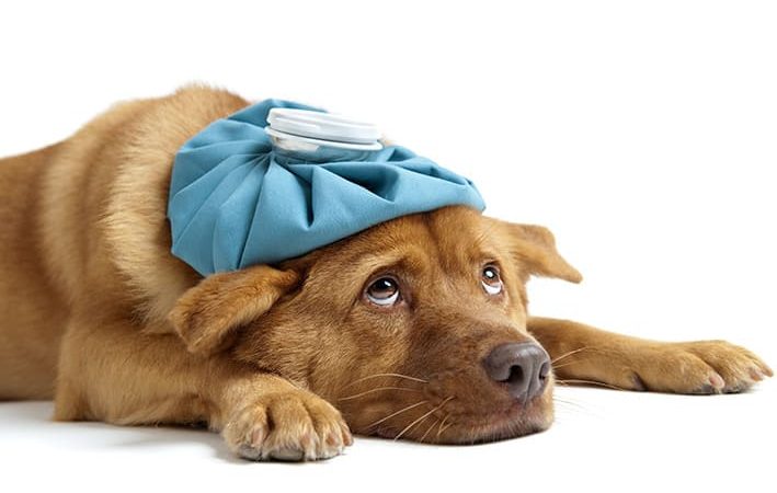 um cachorro deitado ao chão precisando ser medicado com dexametasona.