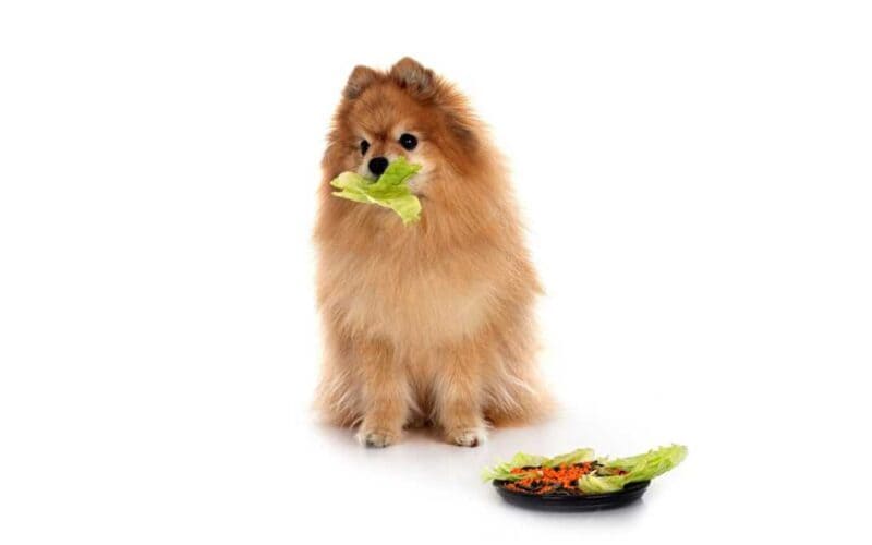 um lulu da pomerânia comendo repolho.