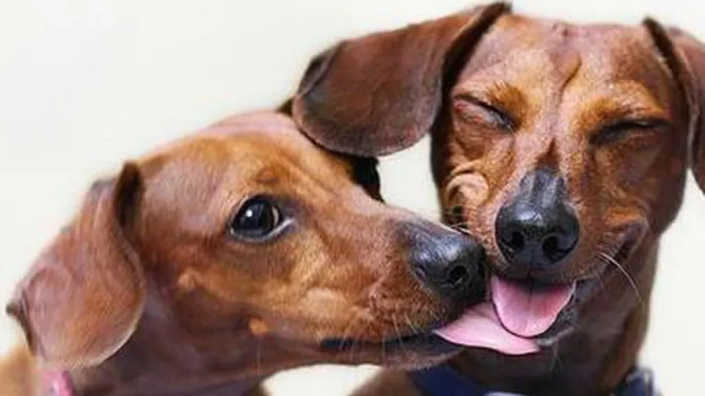 dois cães juntos um lambendo o outro