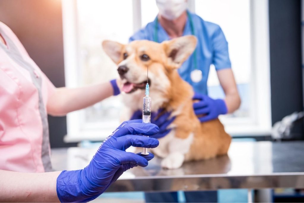 uma veterinária segurando uma vacina antirrábica e atrás na maca um cachorro