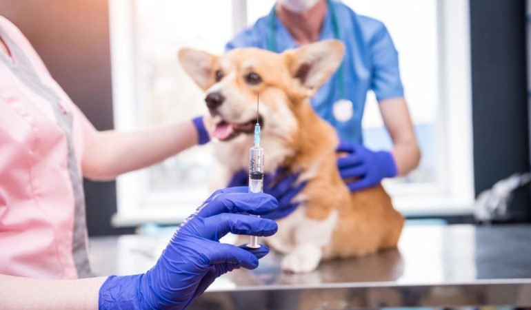 uma médica veterinária segurando uma seringa com vacina antirrábica e ao fundo na maca um cachorro.