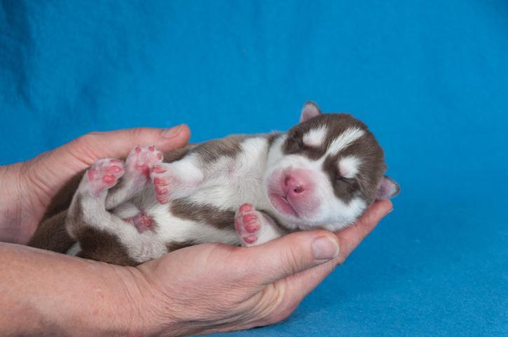 um filhote de cachorro com olhos fechados