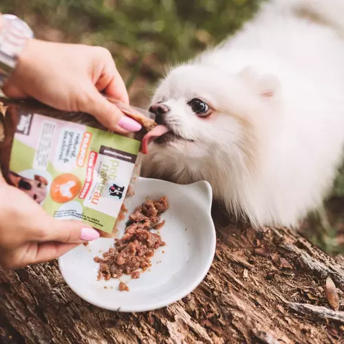um lulu da pomerânia comendo alimentos naturais