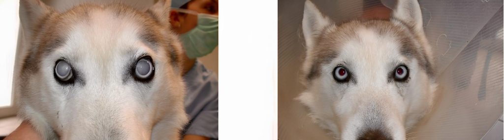 um cão com problemas de cataratas.