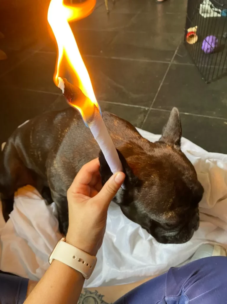 um cão fazendo uma sessão com cone chines