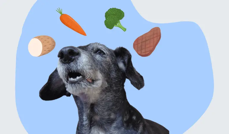 um cão idoso com alimentos saudáveis