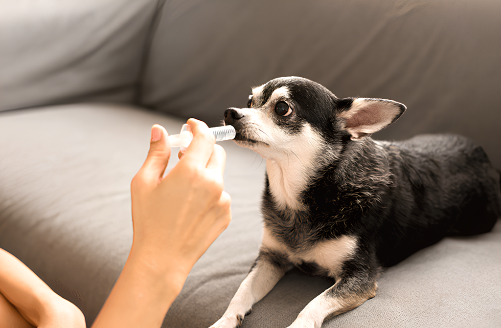um cachorro sendo medicado via oral com um antibiótico