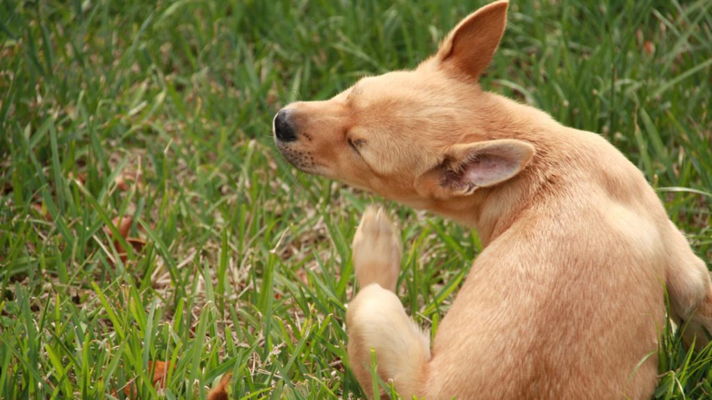 um cachorro sentado em um gramado se coçando por causa de caspa.
